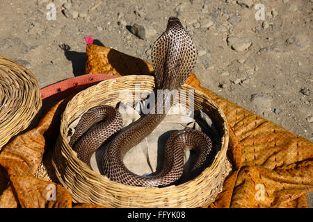 Cobra indiano nel cesto incantatore India Foto Stock