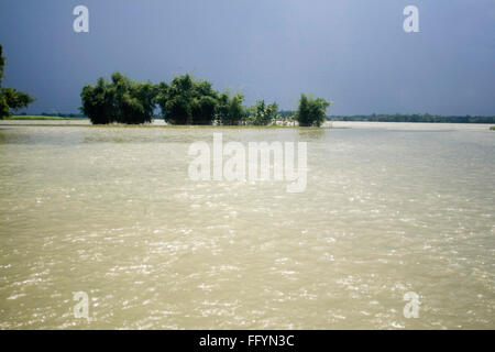 Alberi in acqua di fiume Kosi alluvione del Bihar 2008 nel quartiere Purniya , Bihar , India Foto Stock