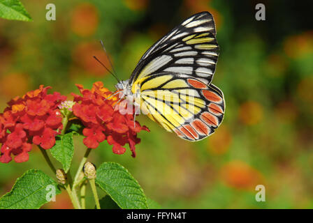 Gezabele comune Parco Butterfly Bannerghatta Bangalore Karnataka India Asia Foto Stock