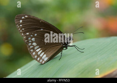 Il corvo comune Parco Butterfly Bannerghatta a Bangalore in Karnataka India Asia Foto Stock