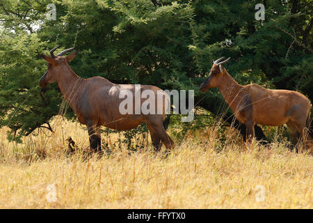 Tssesbe antilopi sono il più veloce esecuzione di antilopi in Africa. Essi sono bellissima ed elegante di animali selvatici di una coppia di allevamento Foto Stock