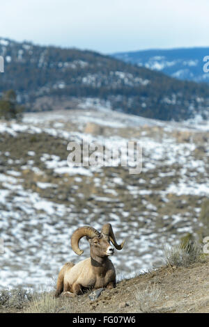 Bighorn (Ovis canadensis) maschio, ram, sdraiato, il Parco nazionale di Yellowstone, Wyoming Montana, USA. Foto Stock