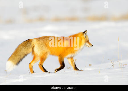 American Red Fox (Vulpes vulpes fulva) adulto, caccia in preda nella neve, il Parco nazionale di Yellowstone, Wyoming negli Stati Uniti. Foto Stock