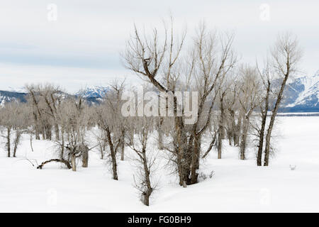 Stand di pioppi neri americani alberi nella neve sul lordo Ventre Road, Bridger Teton National Forest, Wyoming negli Stati Uniti. Foto Stock