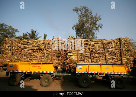 Due carrelli di canna da zucchero per la fabbrica di zucchero Sangli Maharashtra India Foto Stock