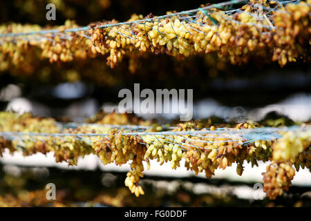 Uve mantenuta per essiccamento su scaffalature in uve secche fabbrica a Sangli , Maharashtra , India Foto Stock