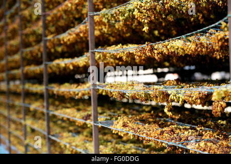 Uve mantenuta per essiccamento su scaffalature in uve secche fabbrica a Sangli , Maharashtra , India Foto Stock