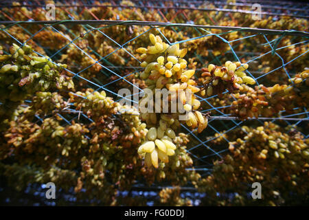 Uve mantenuta per essiccamento su scaffalature in uve secche fabbrica a Sangli , Maharashtra , India Foto Stock