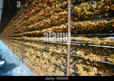 Uve mantenuta per essiccamento su scaffalature in uve secche fabbrica a Sangli , Maharashtra , India Foto Stock