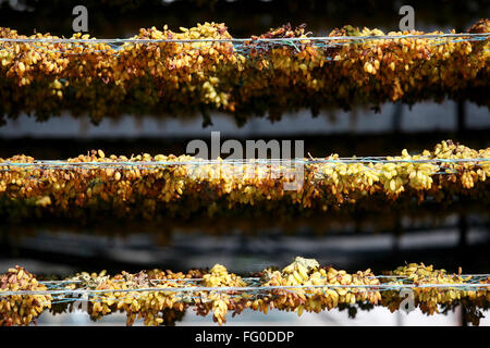 Uve mantenuta per essiccamento su scaffalature in uve secche fabbrica a Sangli , Maharashtra , India Foto Stock