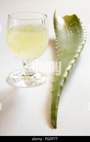 Pianta selvatica di aloe vera gel e succo di frutta con una meravigliosa proprietà medicinali , India Foto Stock