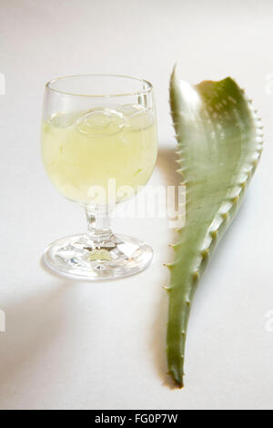 Pianta selvatica di aloe vera gel e succo di frutta con una meravigliosa proprietà medicinali , India Foto Stock