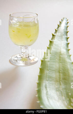 Pianta selvatica di aloe vera gel e succo di frutta con una meravigliosa proprietà medicinali , India Foto Stock