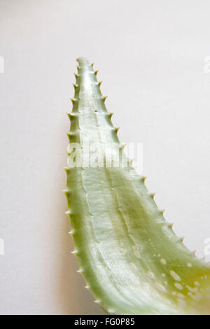 Pianta selvatica di aloe vera con una meravigliosa proprietà medicinali , India Foto Stock