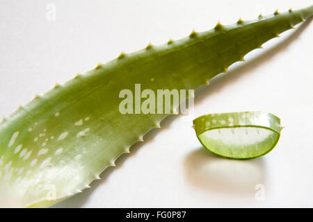 Pianta selvatica di aloe vera con una meravigliosa proprietà medicinali , India Foto Stock