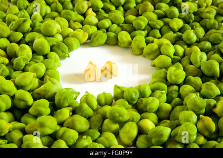 Granella impulsi , due marrone con fresco verde unpeel ceci hara chana Cicer arietinum Foto Stock