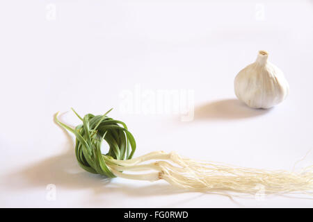 Indian Spice , fresco e verde foglie di aglio con root e lampadine Lahsun Allium sativum su sfondo bianco Foto Stock