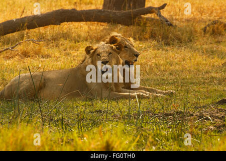 Due magnifiche lion fratelli con la bionda criniera, regal bellissimi animali selvatici visto su safari. In Africa la top predator Foto Stock