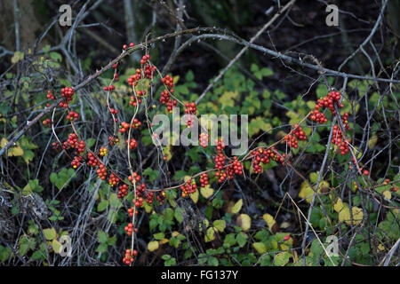 Frutta rossa matura di bryony nero, Dioscorea communis, su steli sfrondato in inverno, Berkshire, Dicembre Foto Stock