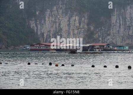 Edifici flottante di una Pearl Farm allevamento di perle coltivate in ostriche nella baia di Halong, nel Vietnam del Nord Foto Stock