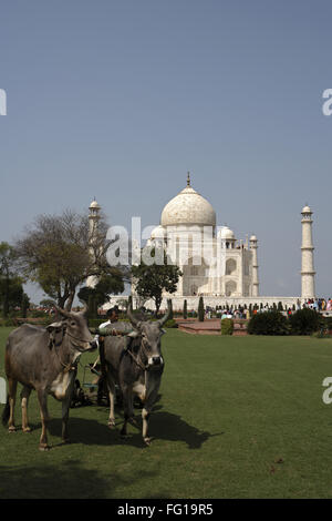 Giovenchi utilizzato per il taglio di erba di prato al Taj Mahal settimo meraviglie del mondo , Agra , Uttar Pradesh Foto Stock