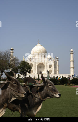 Giovenchi utilizzato per il taglio di erba di prato in giardino al Taj Mahal settimo meraviglie del mondo , Agra , Uttar Pradesh Foto Stock