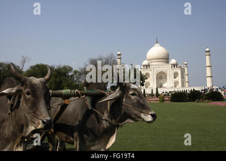 Giovenchi utilizzato per il taglio di erba di prato in giardino al Taj Mahal settimo meraviglie del mondo , Agra , Uttar Pradesh Foto Stock