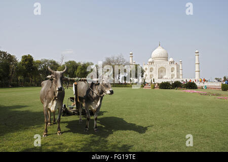 Giovenchi utilizzato per il taglio di erba di prato in giardino di minareti al Taj Mahal settimo meraviglie del mondo , Agra , Uttar Pradesh Foto Stock