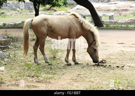 Horse Hampi Karnataka India Asia Ottobre 2010 Foto Stock