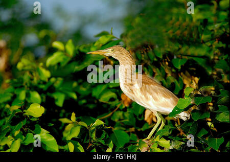 Gli uccelli , Paddy o stagno indiano Heron Ardeola grayii Foto Stock