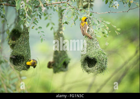 Nido di uccelli tessitori Baya, uccelli tessitori baya, fauna selvatica indiana degli uccelli, India, Asia Foto Stock