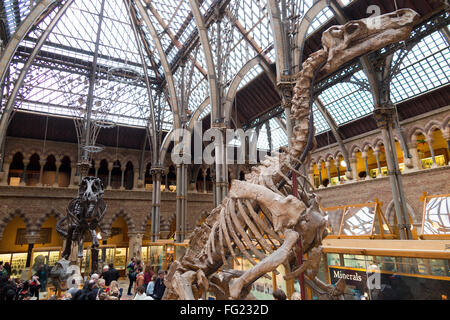 Iguanodon Bernissartensis cast dello scheletro della galleria principale dell'Università di Oxford il Museo di Storia Naturale di Oxford, UK. Foto Stock
