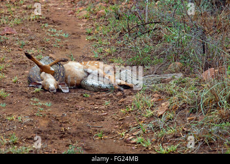 African Rock Python [Python sebae sebae] strozzare un ormai morto Nyala vitello Foto Stock