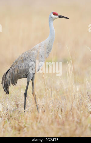 Sandhill gru (Grus canadensis) in piedi nella prateria, Kissimmee, Florida, Stati Uniti d'America Foto Stock