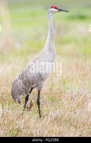 Sandhill gru (Grus canadensis) in piedi nella prateria, Kissimmee, Florida, Stati Uniti d'America Foto Stock