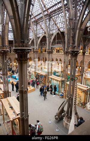 Foto da un alta posizione elevata di / nella galleria principale dell'Università di Oxford il Museo di Storia Naturale di Oxford, UK. Foto Stock