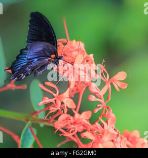 Chic Butterfly si siede sui colori. Verde Naturale sfondo con copia spazio. Foto Stock