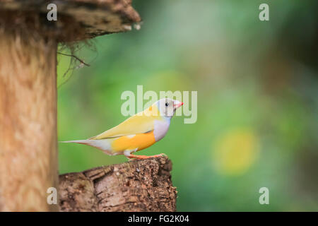 Uccello Giallo dal Madagascar su uno sfondo verde. Foto Stock