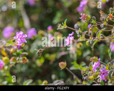 Il miele api (Apis mellifera) tra i fiori lantany Foto Stock