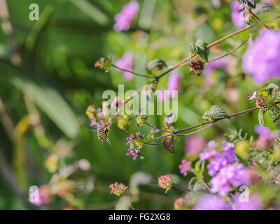 Il miele api (Apis mellifera) tra i fiori lantany Foto Stock