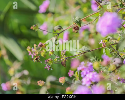 Il miele api (Apis mellifera) tra i fiori lantany Foto Stock