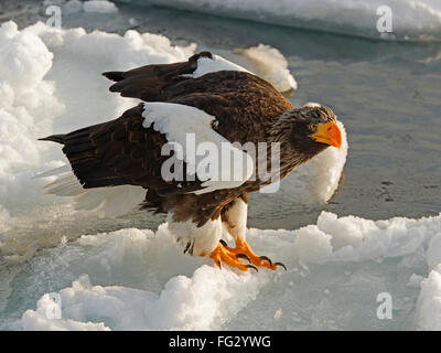 Steller's sea eagle appollaiato su ghiaccio floe Foto Stock