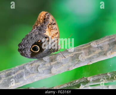 Helena morfo (Morpho helenor carillesis) Foto Stock