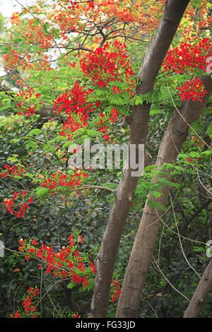 Il verde delle foglie e fiore rosso di gul mohur tree Delonix regia , Grant Road , Bombay Mumbai , Maharashtra , India Foto Stock