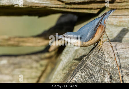 Un picchio muratore, un piccolo bosco grassoccio bird. Foto Stock