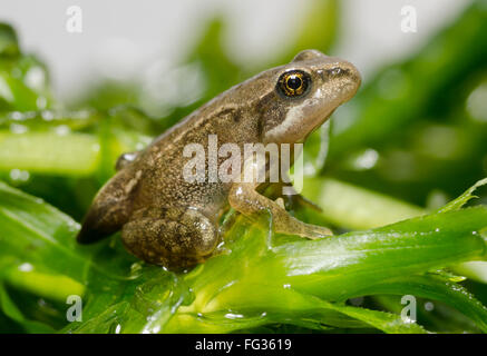 Froglet della rana comune Rana temporaria mostra ultime vestigia delle luci di coda Foto Stock