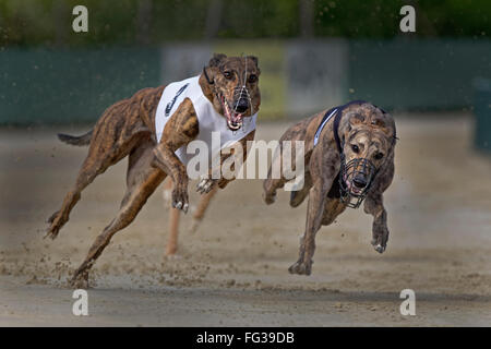Il Greyhound Racing, EM 2015 Hünstetten , Germania, Europa Foto Stock