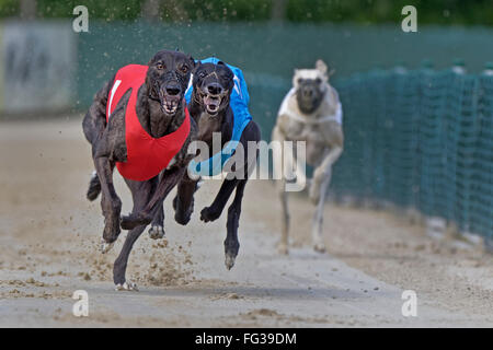 Il Greyhound Racing, EM 2015 Hünstetten , Germania, Europa Foto Stock