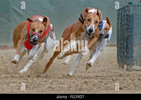 Il Greyhound Racing, EM 2015 Hünstetten , Germania, Europa Foto Stock