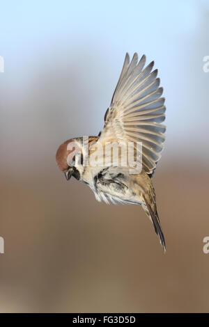 Bird Sparrow è volare sky wing piume ali spiegate, un animale brown Foto Stock